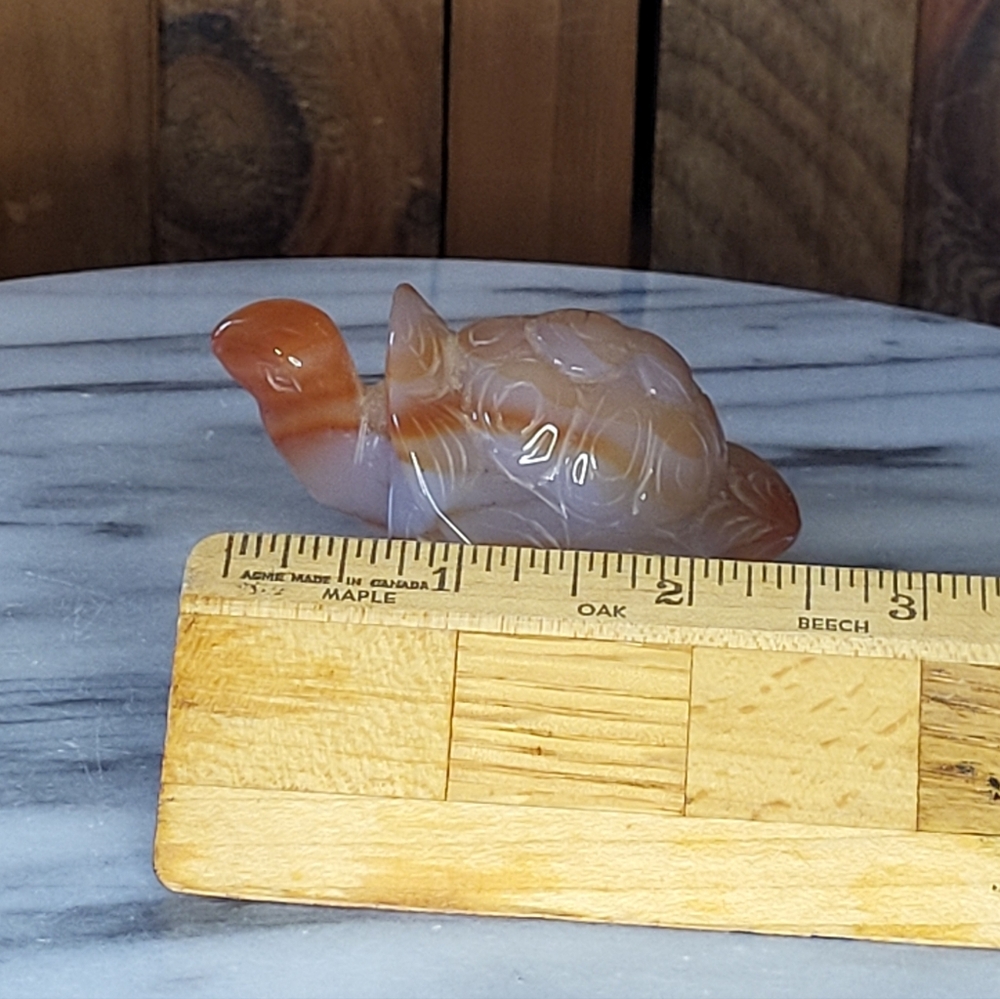 Xarnelian Land Tortoise - Picture 6 of 16